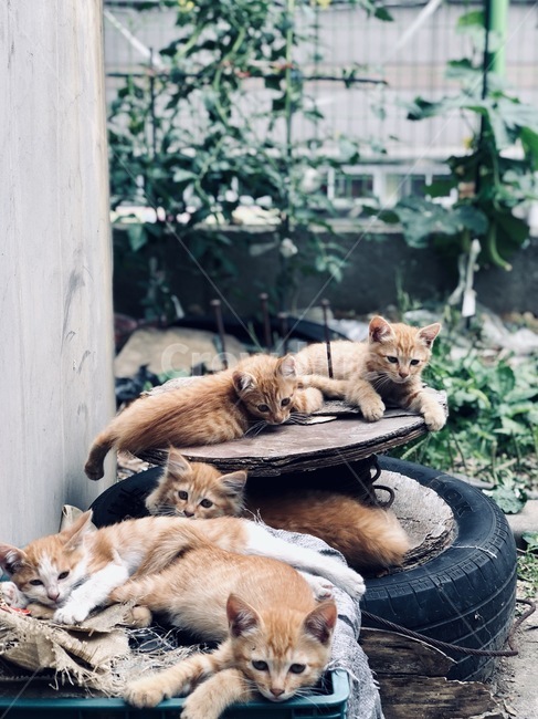 고양이,고양이들,cat,동물,감성사진,고양이사진,새끼고양이,고양이,cat,kitten,kitty