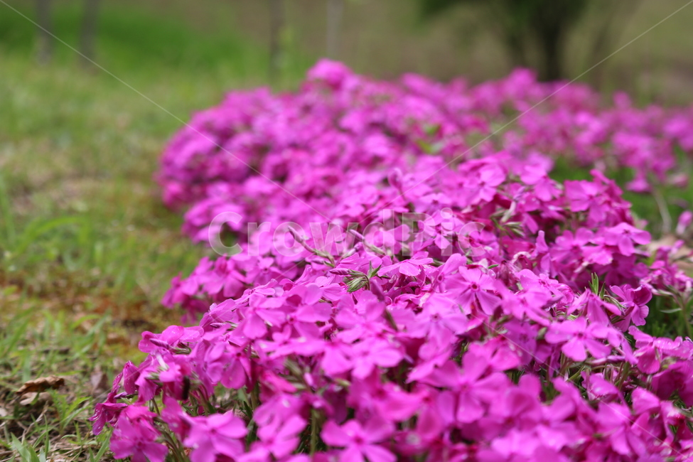 꽃,봄,여름,수목원,자연,봄,계절,spring,season,식물,자연,plants,nature,꽃,flower,geranium,제라늄,plant,blossom