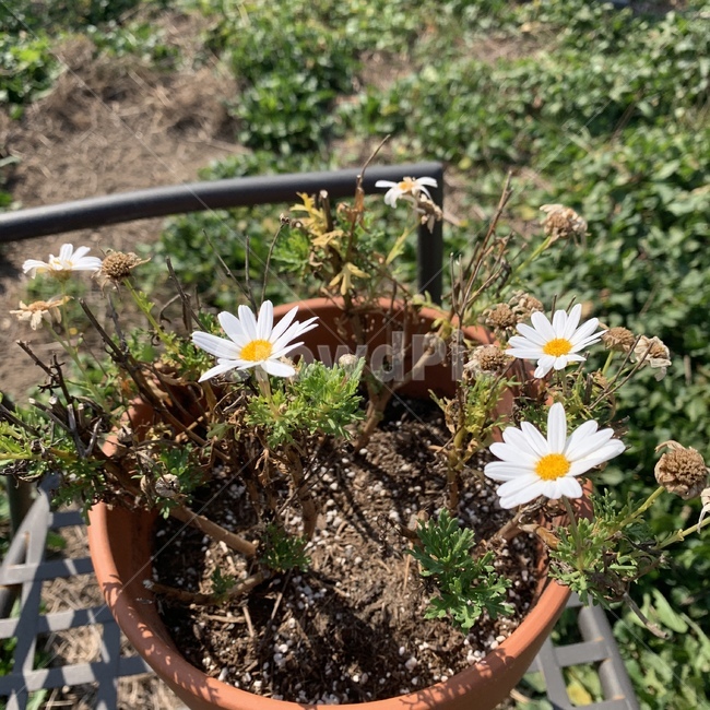 plant,식물,하얀색,꽃,flower,blossom,초록색,화분,잎