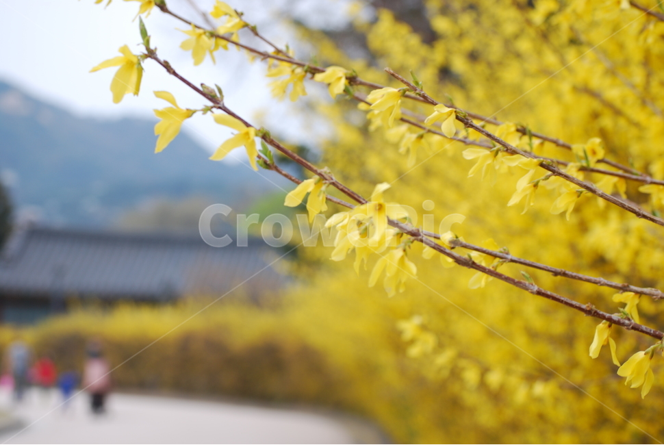 봄,개나리,꽃,spring,flower,yellow,노란색,봄꽃,식물,자연,plants,nature,꽃,flower