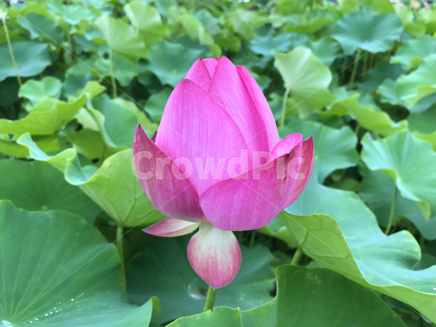 plant,식물,flower,petal,꽃잎,blossom,꽃,식물,자연,plants,nature,꽃,flower