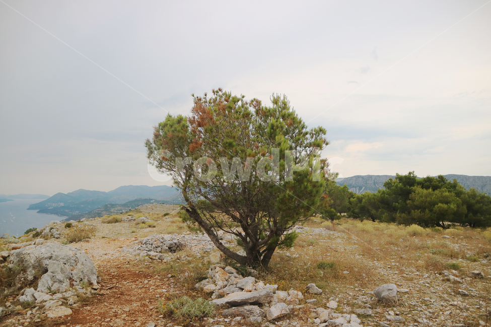 바닥,ground,들,field,자연,nature,옥외,outdoors,나무,tree,야생,유럽,여행,유럽여행,관광,식물,자연,plants,nature,나무,trees,wood