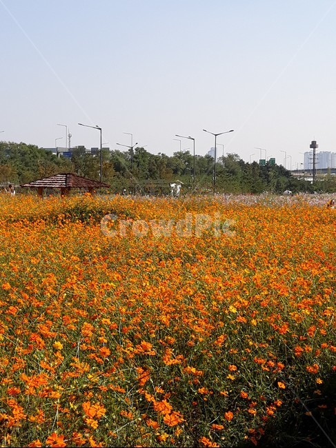 yellowcosmos,황화코스모스,가을꽃,꽃동산,계양꽃마루,식물,자연,plants,nature,꽃,flower