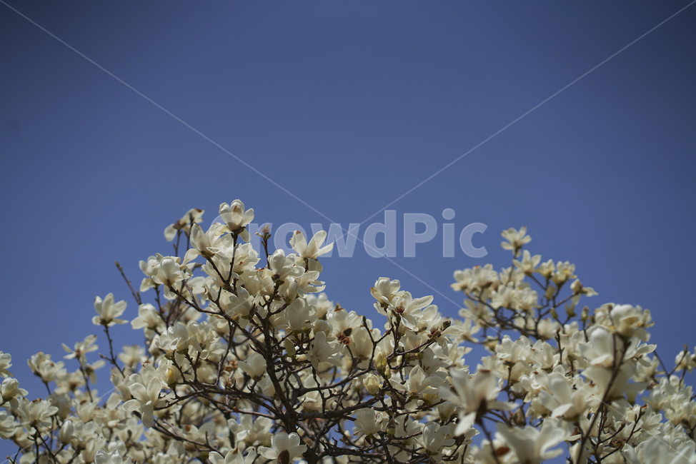 봄,목련,꽃,주택가,목련꽃,따뜻함,아련,megnolia,flower,blossom,봄,계절,spring,season,plant,식물