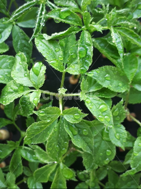 새싹,식물,꽃,봄,힐링,식물,자연,plants,nature