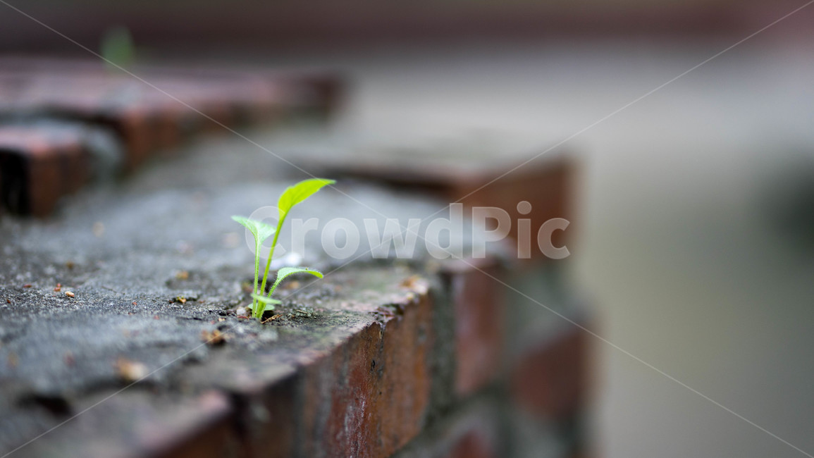 plant,식물,새싹,싹,sprout,shoot