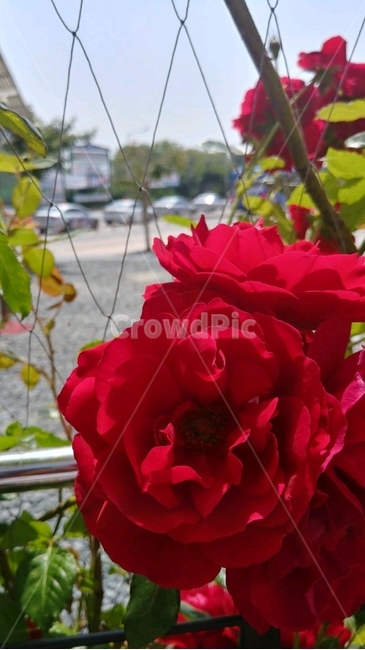 장미,꽃,하늘,빨간장미,장미꽃,식물,자연,plants,nature,꽃,flower