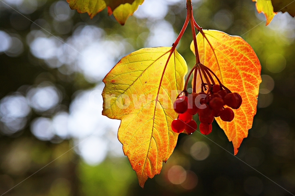 단풍,낙엽,나무잎,잎,식물,자연,계절,색상,색감,색,가을,계절,fall,autumn,season,식물,자연,plants,nature,plant,leaf,veins,정맥