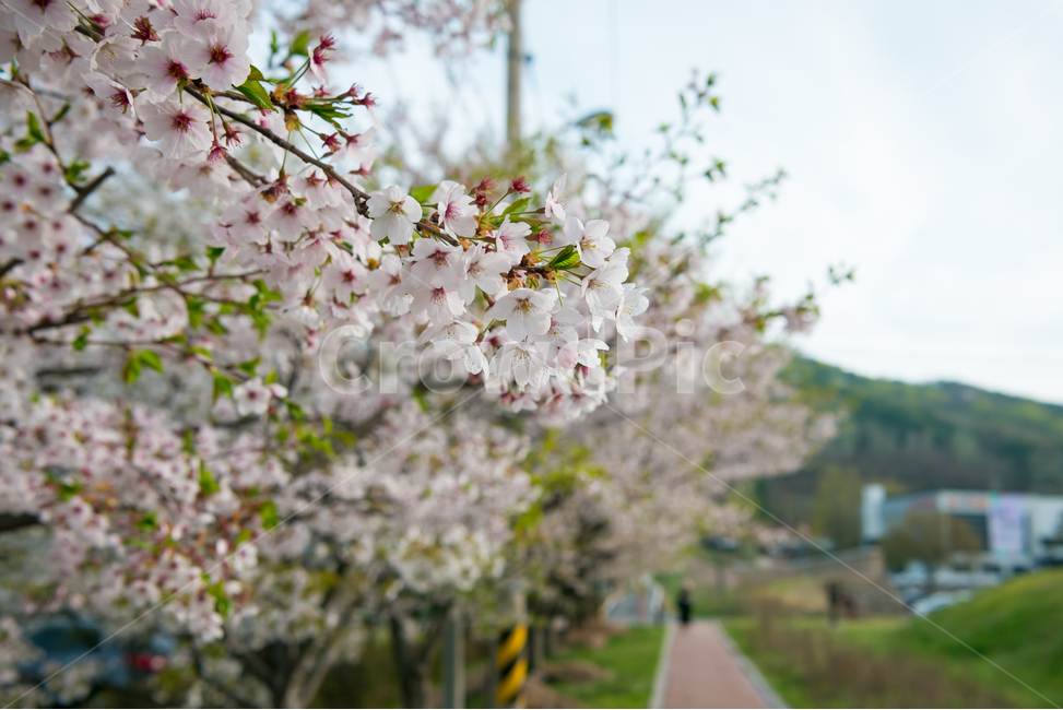 봄,자연,야외,공원,spring,nature,벚꽃,핑크,분홍색,pink,꽃,계절,식물,풍경,빛,season,plants,flower,감성,sensible,feeling,하늘,sky,녹색,green