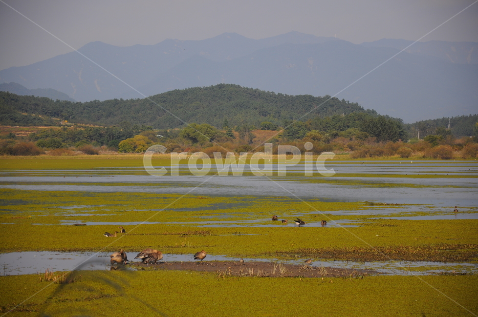 우포늪,늪,습지,오리,철새,시골,마을,풍경,landscape,country,rural,town