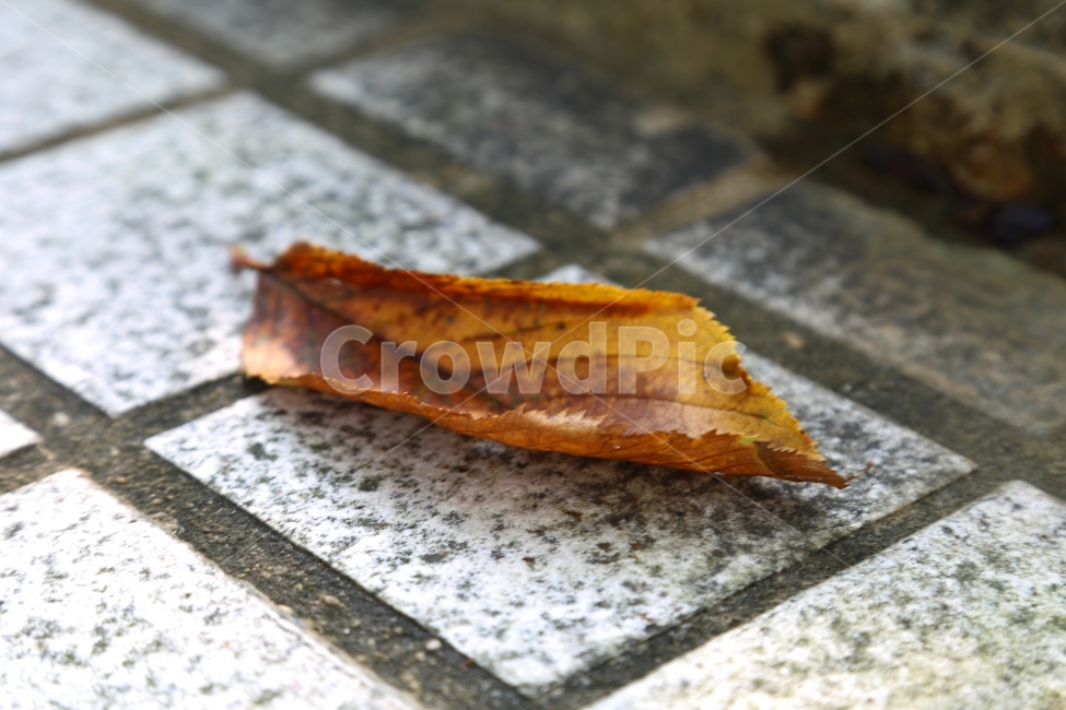 낙엽,가을,감성,가을낙엽,쓸쓸,가을,계절,fall,autumn,season,식물,자연,plants,nature,leaf,잎,plant