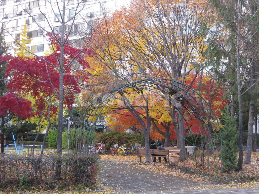 낙엽,단풍,가을,red,공원,빨강,노랑,주황,주홍