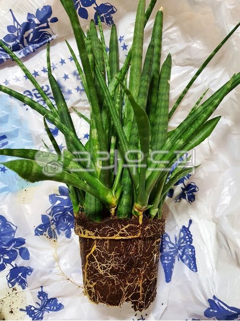 Stucky,stucky root,soil,air purifying plants,sansevieria,horticulture,stuckyi,home gardening,repot,sansevieriastuckyi,Stucky breeding,plant,repotting,plant roots,Stucky repotting