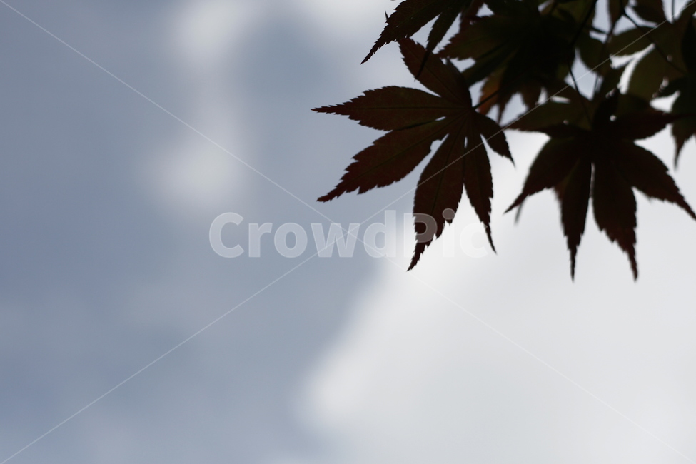 leaf,잎,plant,식물,역광,단풍