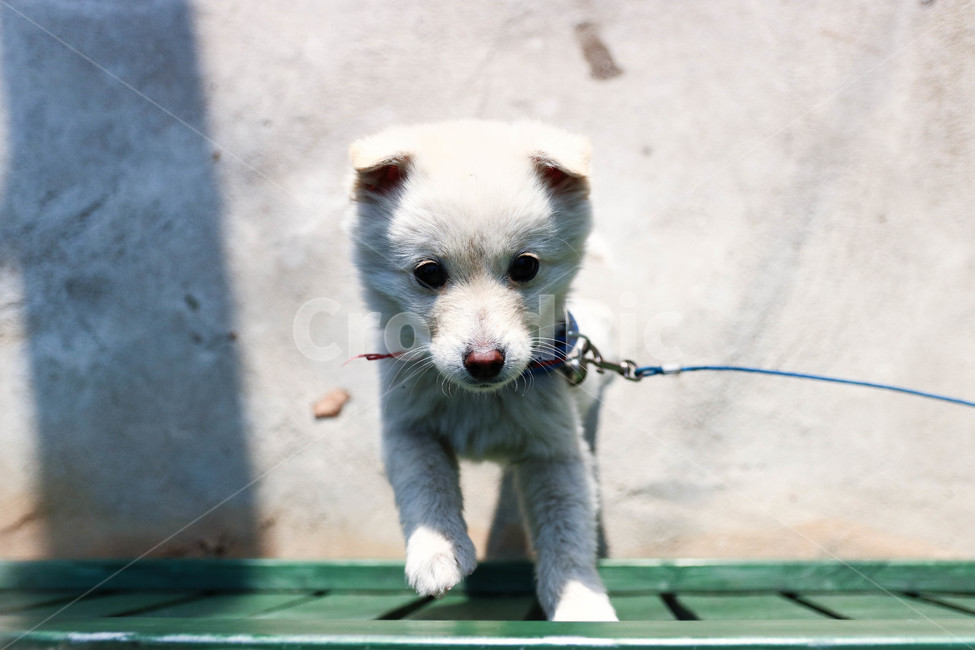 강아지,아련함,일상,동물,귀여움,동물,animal,포유류,mammal,개,강아지,dog,doggy
