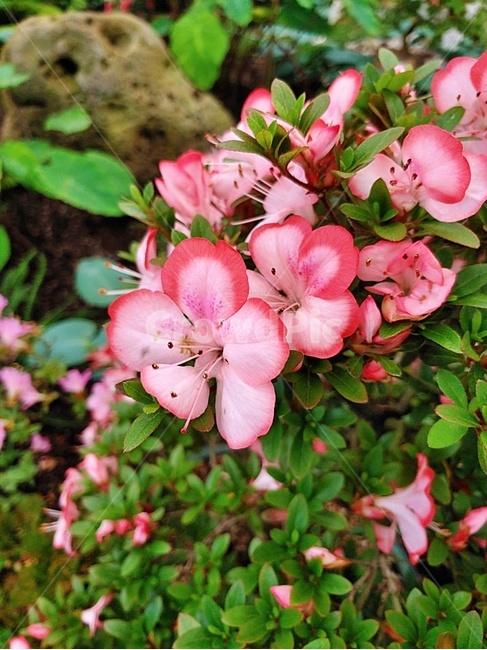 blossom,plant,식물,flower,꽃,수국,bigleafhydrangea