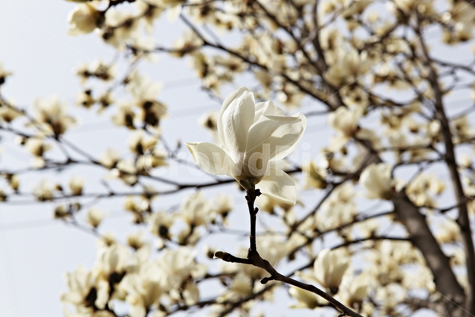 spring,magnolia,Bomgot,nature,plant,Magnolia,white magnolia,flower