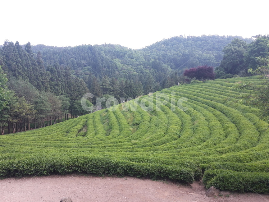 field,들,녹차,녹차밭,보성,산