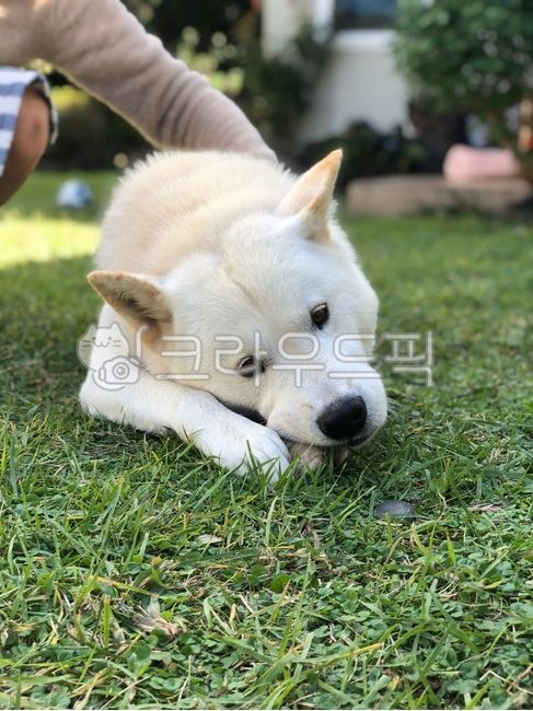 개,dog,진돗개,개껌,대형견,하얀개