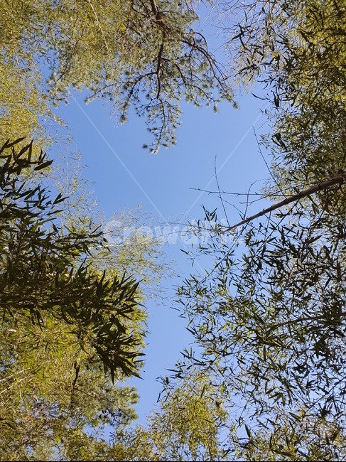 tree,나무,plant,식물,대나무,bamboo,하늘,초록색,파란색,blue,green,하늘뷰,skyview