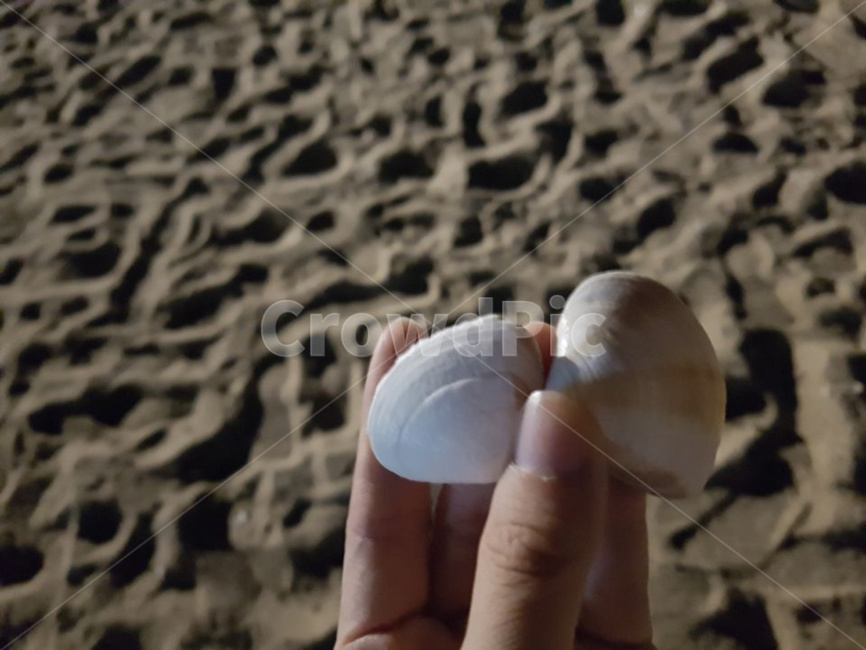 밤바다,조개,모래사장,강문해변,강릉,해변,바다,beach,sea,사람,인물,인간,human,person,신체일부,몸,body