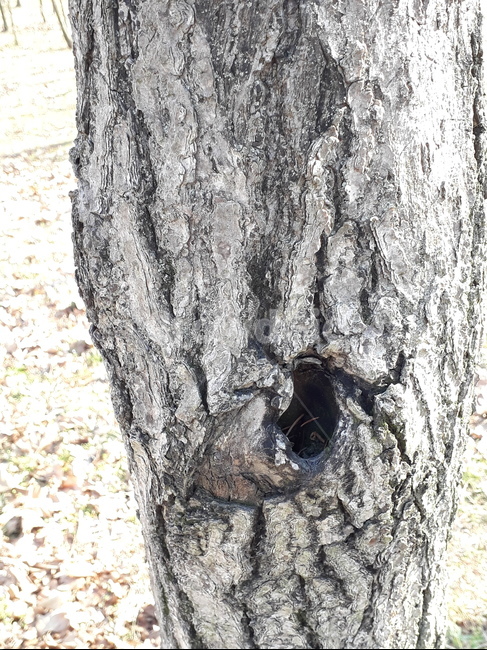 plant,식물,tree,나무,treetrunk,나무구멍,구멍