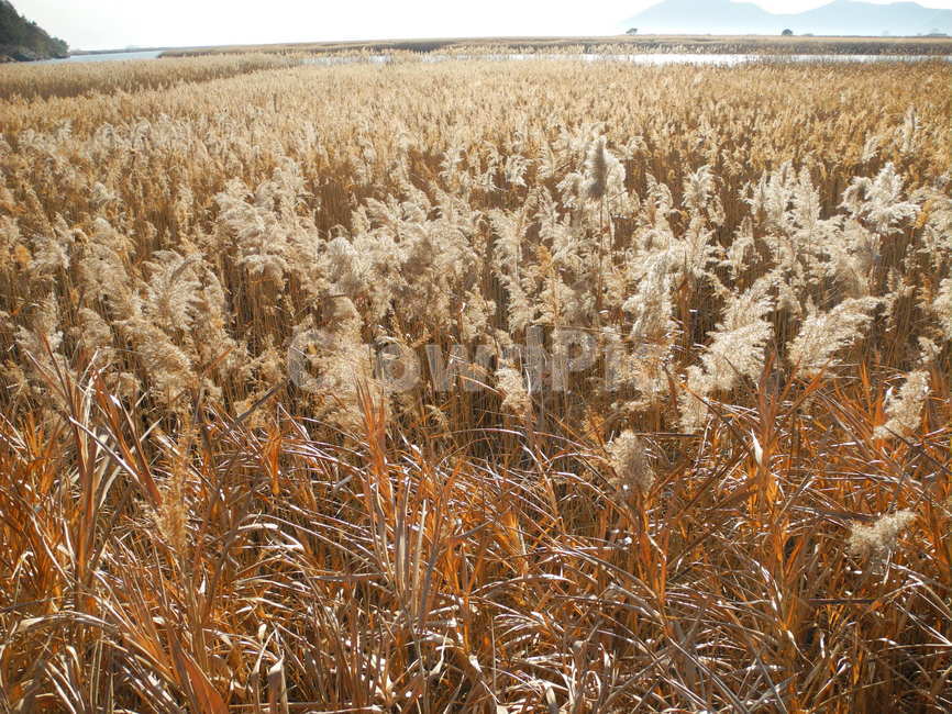 순천만,갈대,자연,풍경,바람