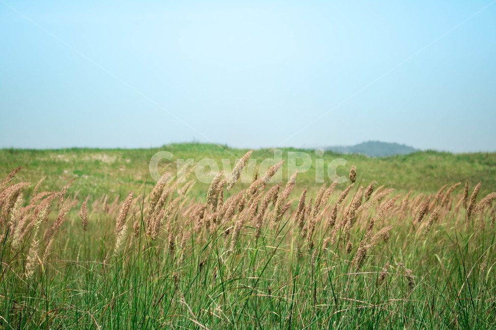 자연,풀,힐링,태안해안사구,풍경,자연,풍경,nature,landscape,grass,잔디,plant,식물,lawn,reed,갈대