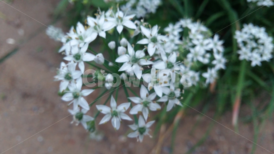 들꽃,약초,흰꽃,야초,부추꽃,식물,자연,plants,nature,꽃,flower