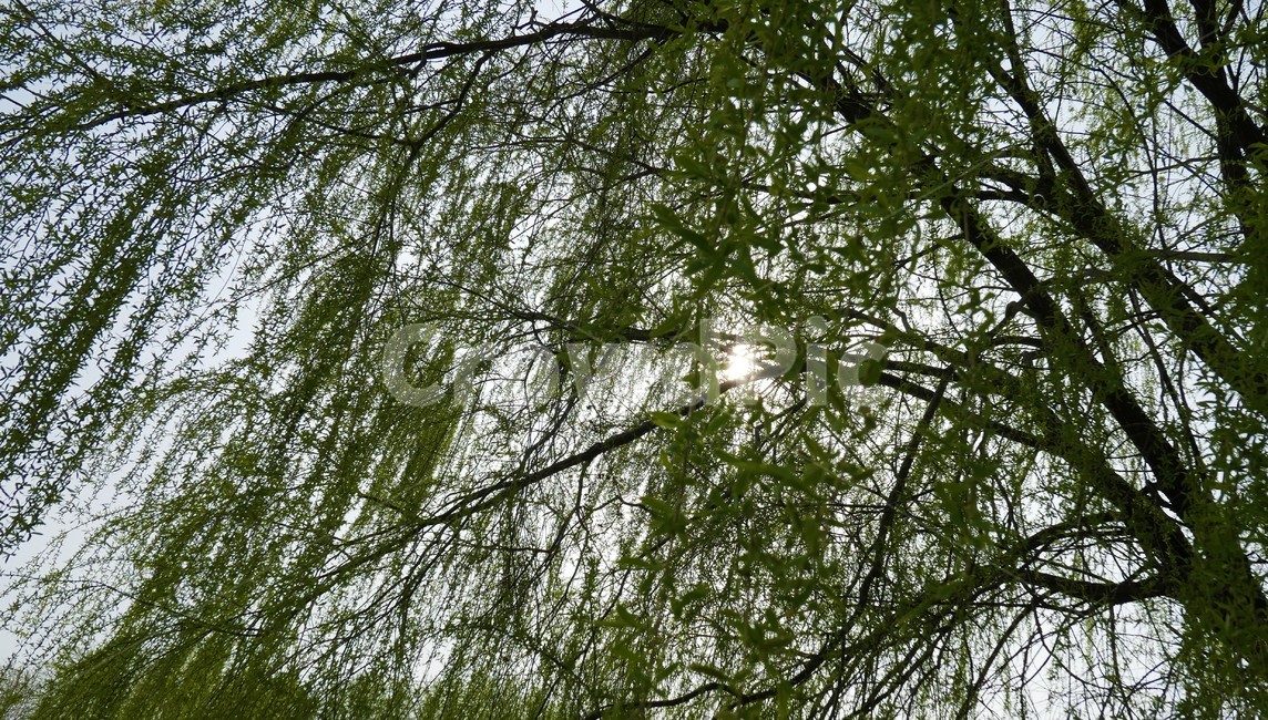 자연,샛강,봄,나무,풀,꽃,초록,숲,식물,자연,plants,nature