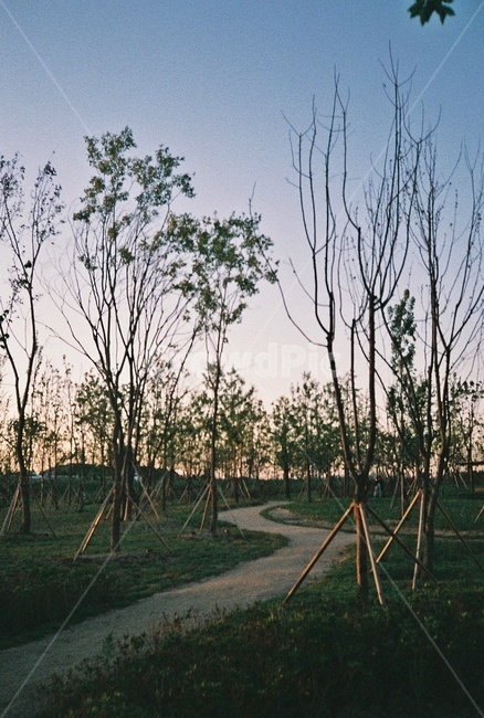 tree,나무,plant,식물,ground,산책로,공원,자연,풍경,nature,landscape