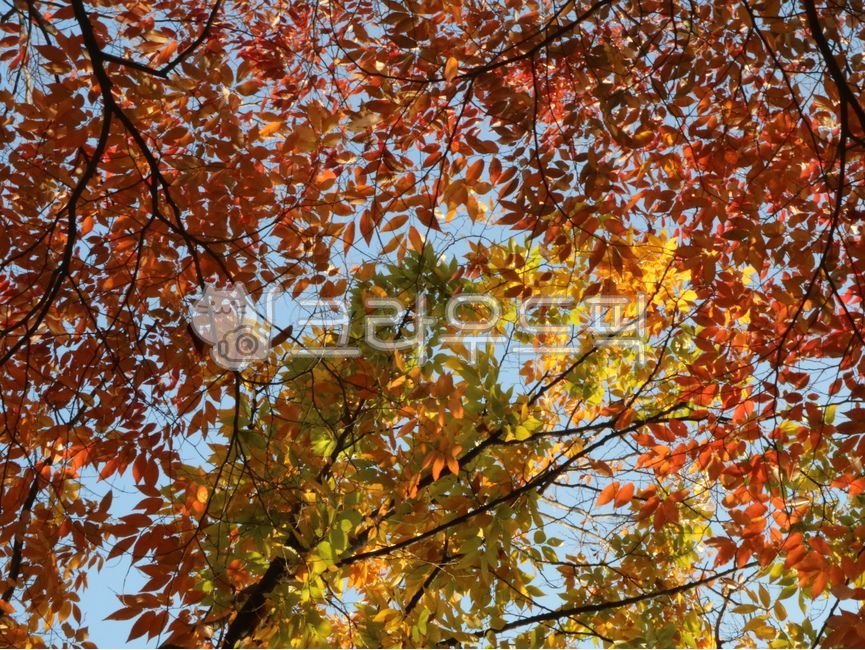단풍, 가을, 잎, 나무, autumncolors, 사진,이미지,일러스트,캘리그라피 - joyfulharu작가