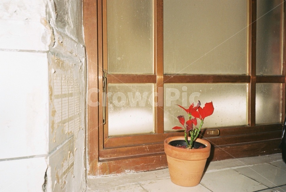 화분,자연,꽃,flower,nature,실내용화초,화분,화초,house plant