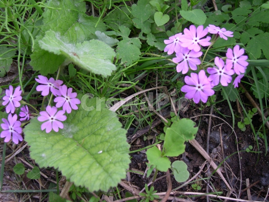 앵초,야생화,봄꽃,분홍꽃,약초,식물,자연,plants,nature,꽃,flower