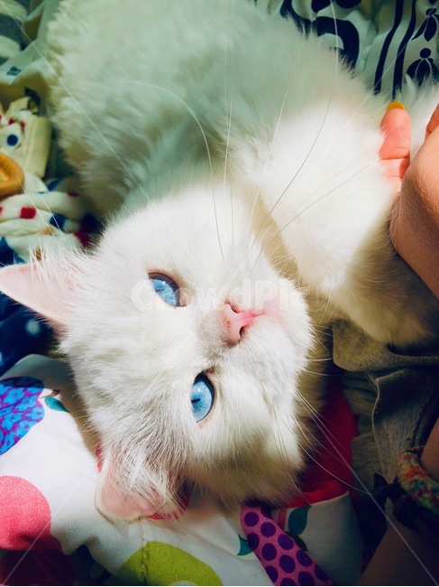 고양이,페르시안,맑은눈푸른눈,동물,빛,동물,animal,포유류,mammal,고양이,cat,kitten,kitty