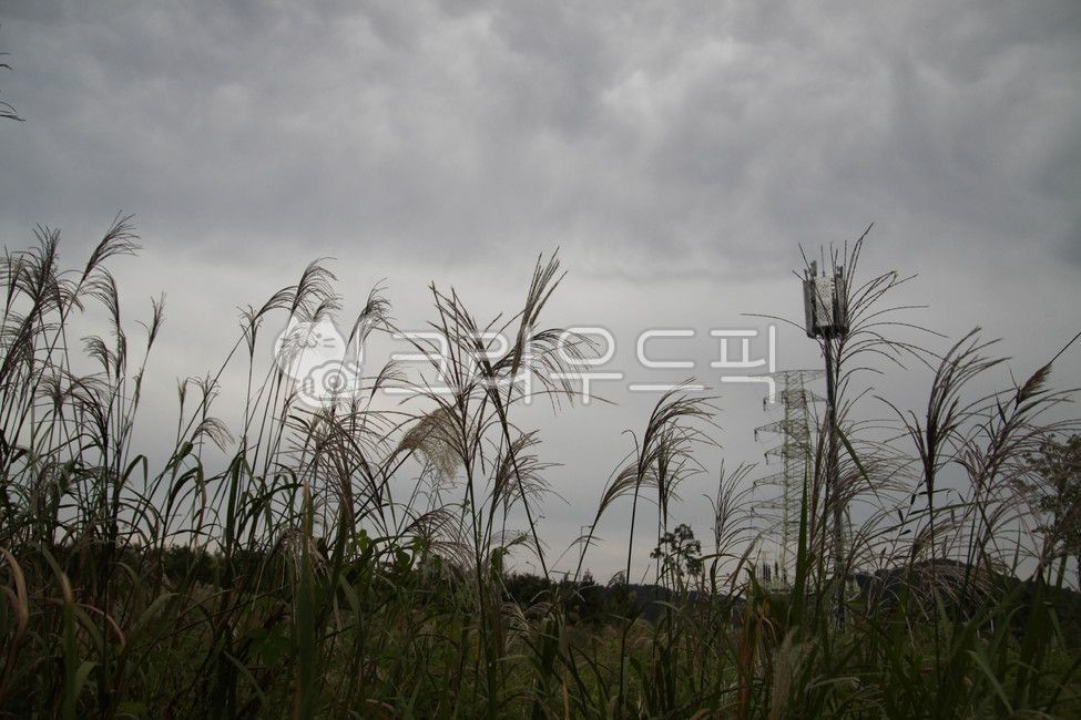 plant, 갈대, 갈대밭, 갈대숲, 식물, 사진,이미지,일러스트,캘리그라피 - studio H작가