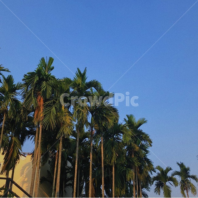 plant,식물,tree,나무,야자수,palmtree,arecaceae,vietnam,danang,하늘,동남아시아,asia