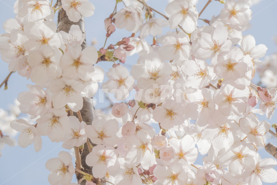 꽃,봄,봄꽃,벚꽃,벚꽃나무,꽃나무,봄,계절,spring,season,식물,자연,plants,nature,꽃,flower,plant,blossom