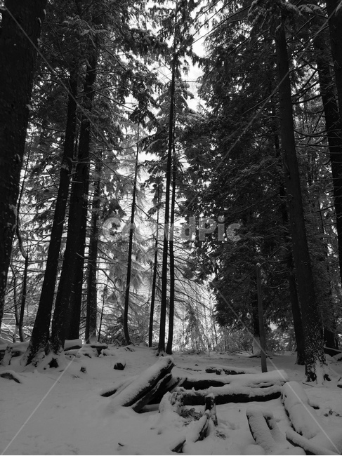 숲,나무,자연,겨울,눈,웅장함,겨울,계절,winter,season,자연,풍경,nature,landscape,tree,plant,식물,fir,전나무