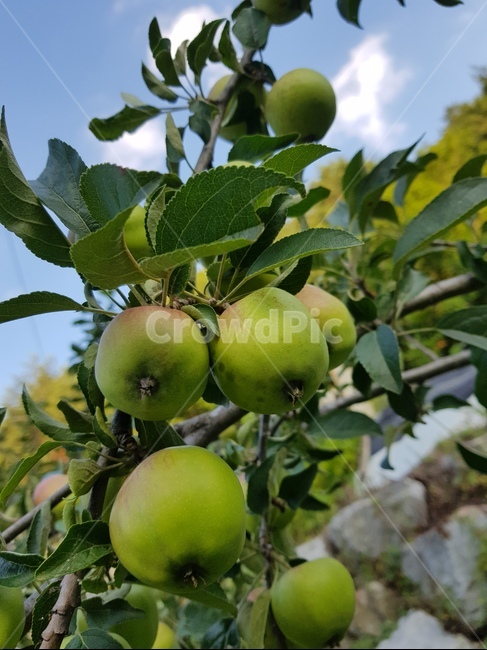 사과나무,열매,사과,자연,apple,과일,열매,fruit