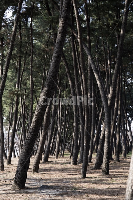 소나무,송림,소나무숲,공원,하동송림,자연,풍경,nature,landscape,tree,나무,plant,식물,tree trunk,나무 줄기