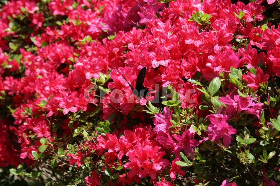철쭉,꽃,붉은,나비,검은나비,식물,식물,자연,plants,nature,꽃,flower,동물,animal,곤충,벌레,insect,bug