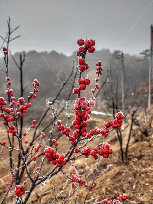 빨간열매,서리맞은열매,서리,plant,식물,자연,nature