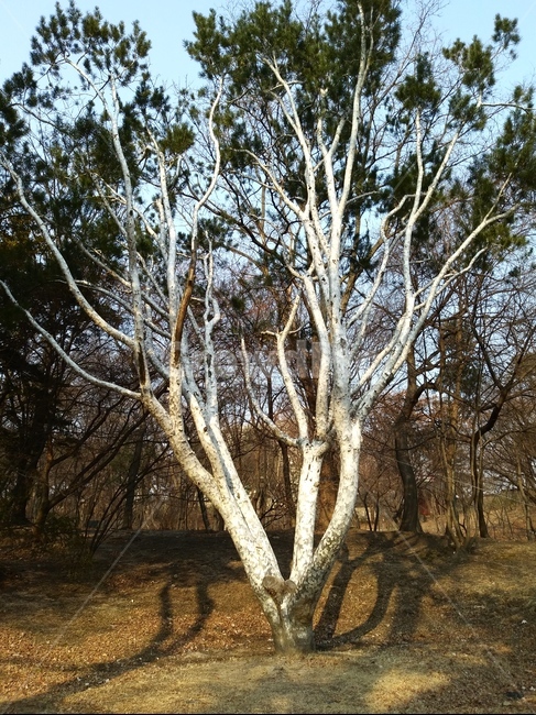 백송,창경궁,조선시대,궁,나무,식물,자연,감성사진,한국자연풍경,휴식,힐링,식물,자연,plants,nature,나무,trees,wood