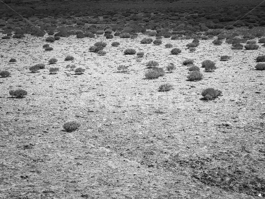 ground,바닥,잡초,황야,사막화,흑백,흑백사진,자연,nature,landscape,bnw,desert,plants,흑백,모노톤,monochrome,black and white