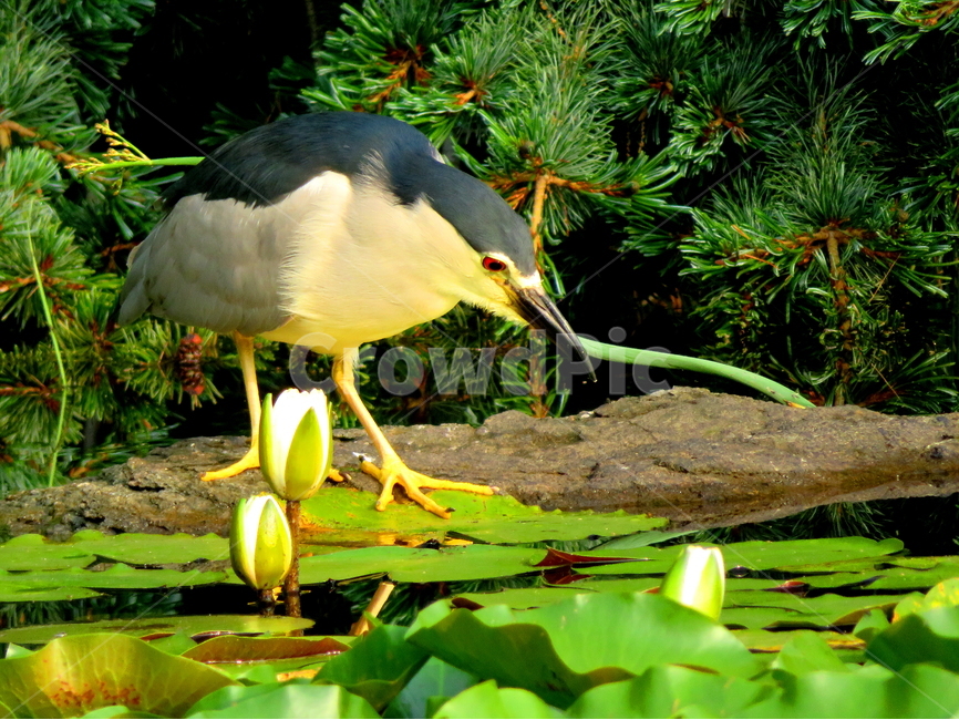 식물,동물,새,꽃,풍경,동물,animal,조류,새,birds