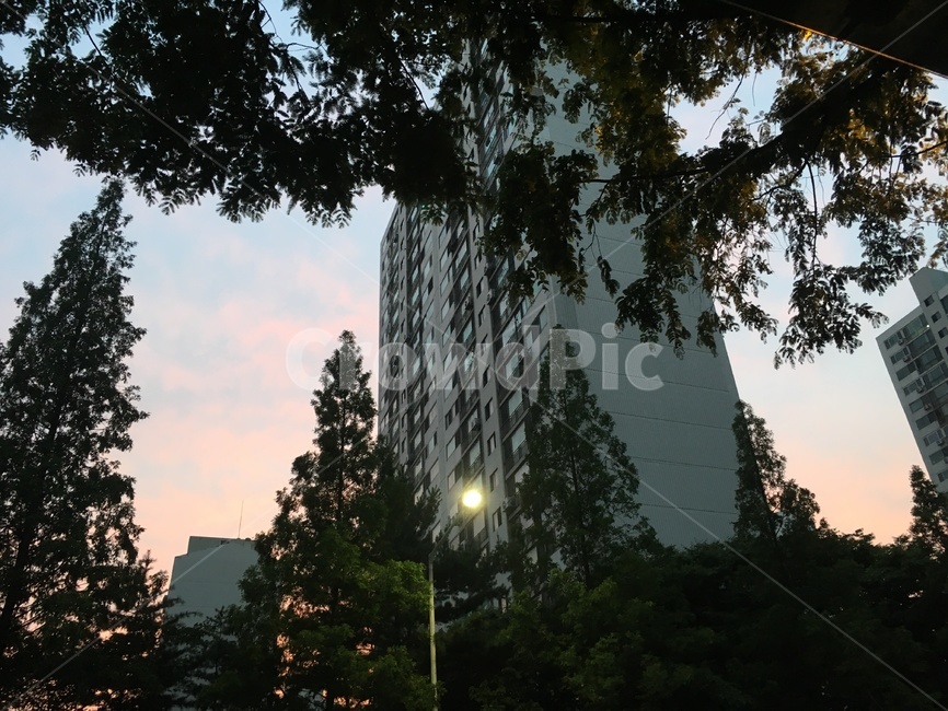 노을,산책,아파트,가로수,하늘,풍경,가로등,고요함,분홍,하늘색