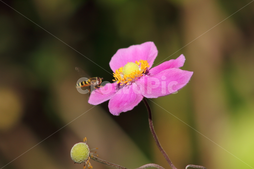 대상화,추상국,꽃,식물,anemonehupehensisvarjaponica,식물,자연,plants,nature,꽃,flower,동물,animal,곤충,벌레,insect,bug