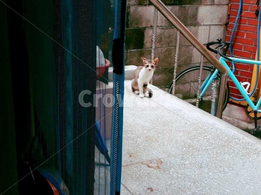 고양이,길냥이,길고양이,시골,cat,alleycat,새끼고양이,동물,animal,포유류,mammal,고양이,cat,kitten,kitty
