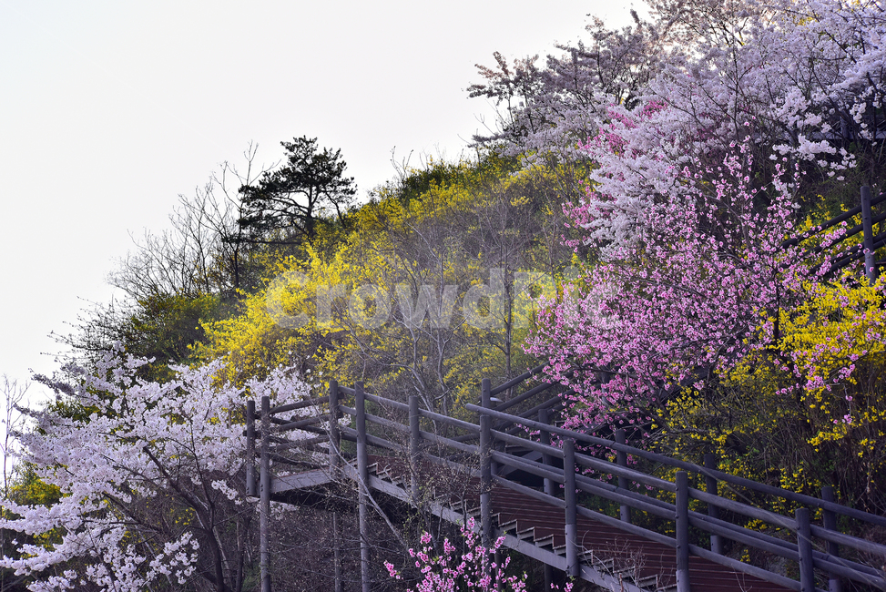 벚꽃,복숭아꽃,봄꽃,봄배경,개나리꽃,시즌,계절,꽃,플라워,분홍색,핑크색,야외,옥외,아웃도어,season,노랑색,springflowers,plant,식물,pink,배경,바탕,백그라운드,flowers,나무꽃,우리꽃,데크,나무계단,산책로,cherryblossom,blossom